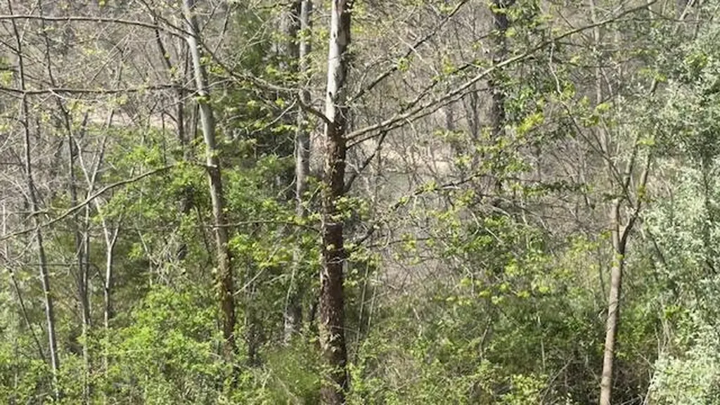 Indian Creek Road Burnside KY 42519