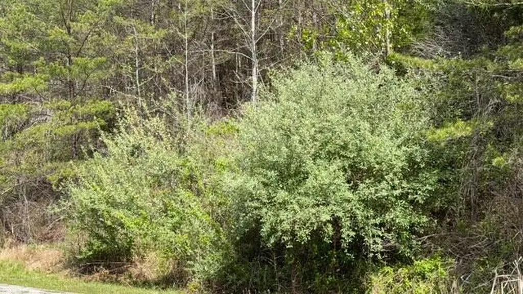 Indian Creek Road Burnside KY 42519