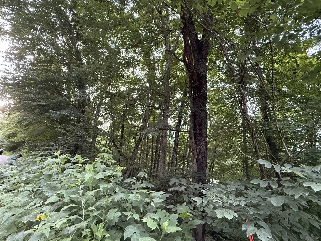LOT#35 Suncrest Drive Somerset KY 42503